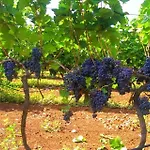 Appartamento Blue & Mošćenička Draga
