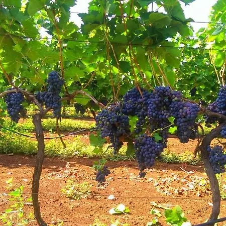 Lägenhet Blue & Mošćenička Draga