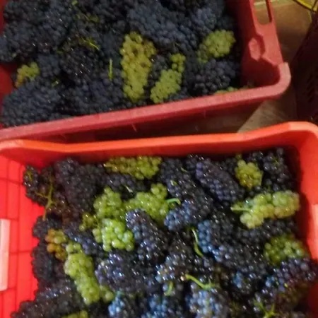 Blue & Mošćenička Draga