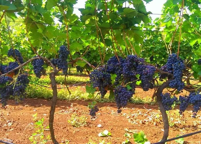 Apartment Blue & Mošćenička Draga